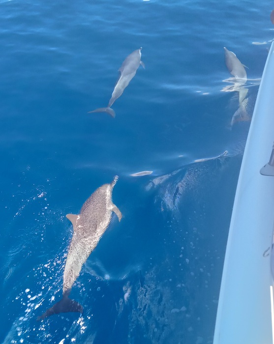 sortie en mer Martinique