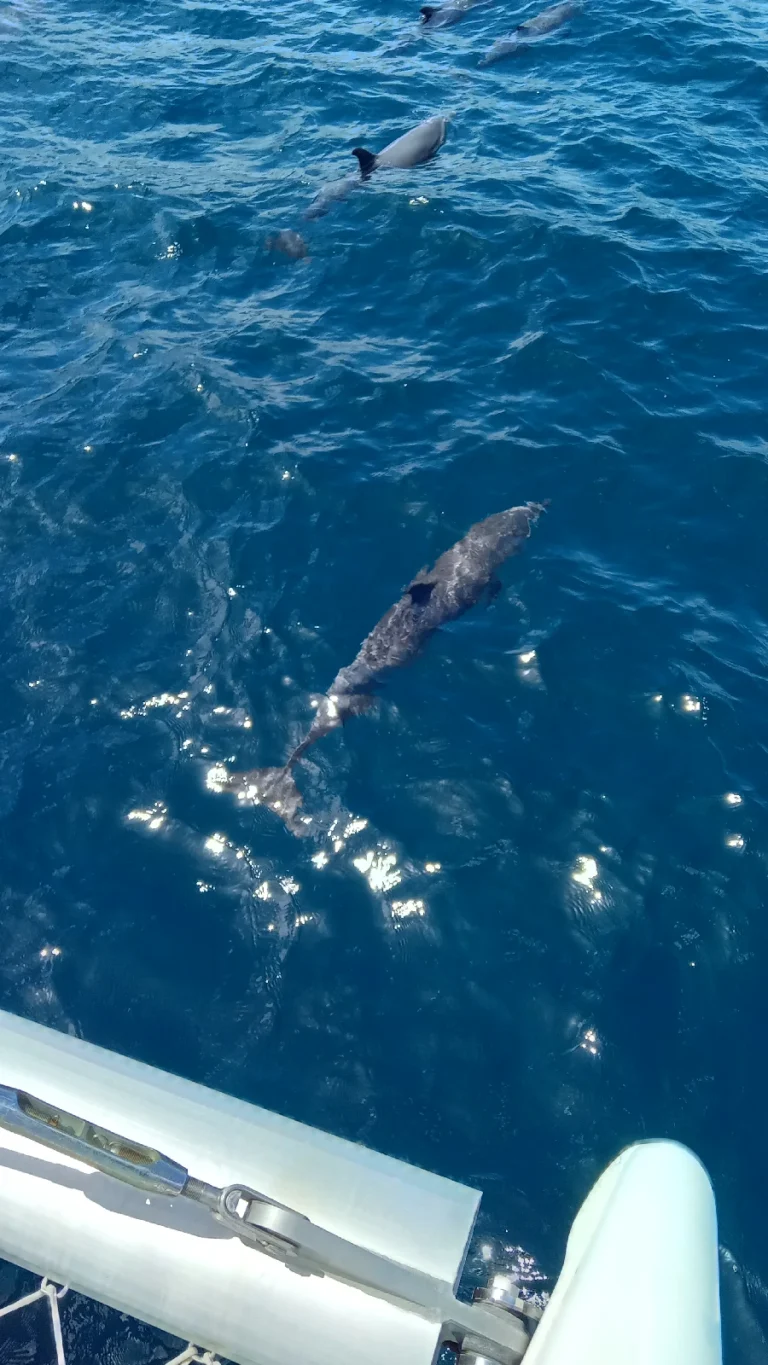 dauphins
