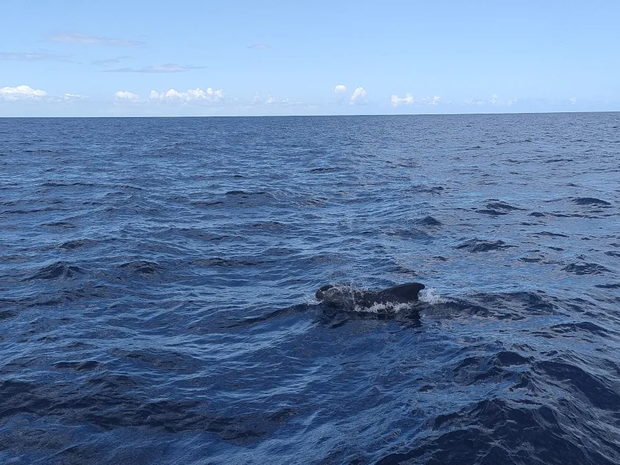 observation baleines Martinique