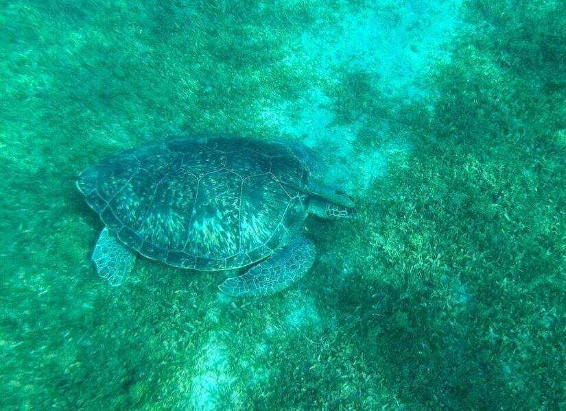 Sortie en mer Martinique