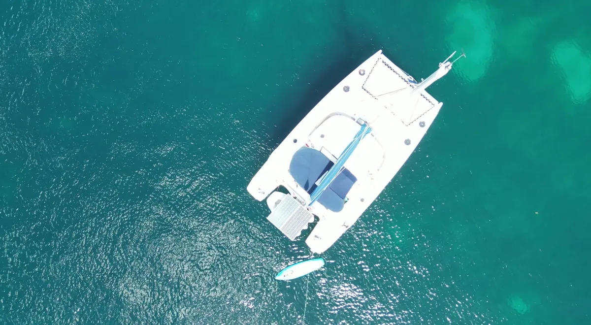 observation baleines Martinique